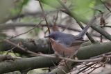 20160418_Westelijke Baardgrasmus_Wageningen_03